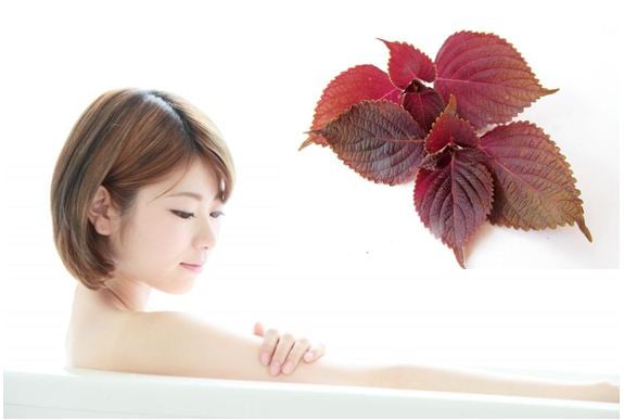 Chiết xuất lá tía tô được ghi nhận có chứa nhiều hợp chất chống oxy hóa và hỗ trợ giảm phản ứng viêm.