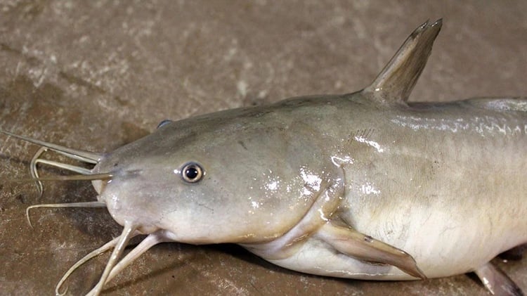 Loại cá ngọt thịt ít xương dăm, mỗi năm chỉ có 1 vụ dễ bắt: đó chính là cá ngạnh sông Đà