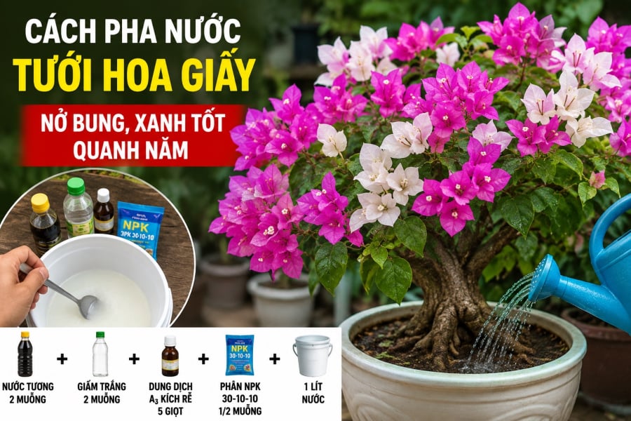 Cách pha nước tưới hoa giấy nở bung, xanh tốt quanh năm