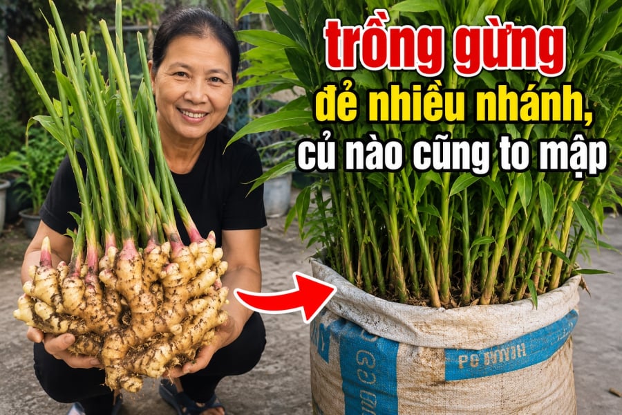 Cách trồng gừng vào bao tải để gừng đẻ nhiều nhánh, củ nào cũng to mập