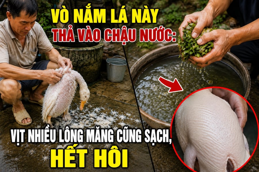 Vò nắm lá này thả vào chậu nước: Vịt nhiều lông măng cũng sạch, hết hôi