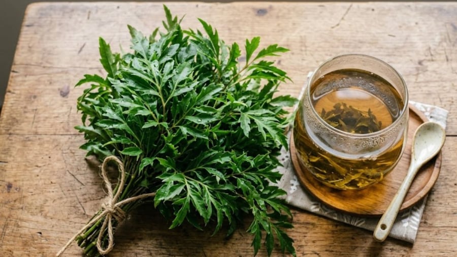 Sử dụng lá đinh lăng một cách hợp lý có thể hỗ trợ cải thiện chất lượng giấc ngủ.    