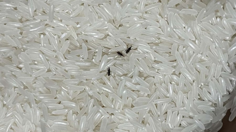 Nhiệt độ thấp có thể tiêu diệt mọt gạo và cả trứng mọt.