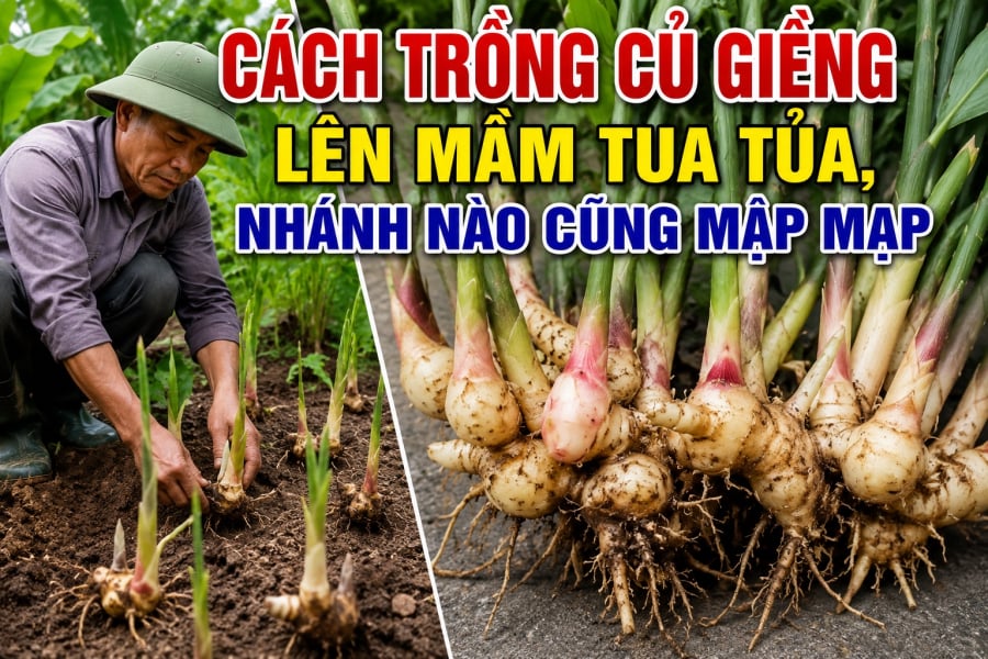 Muốn củ giềng lên mầm tua tủa, nhánh nào cũng mập mạp, người trồng cần chú ý từ khâu chọn củ, xử lý giống cho đến đất, nước và ánh sáng.