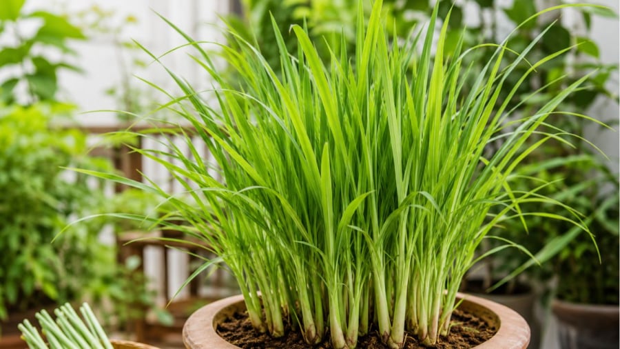 Trồng sả tại nhà rất dễ