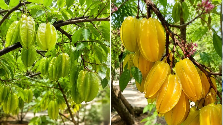 Nên chọn khế chua hay khế ngọt?
