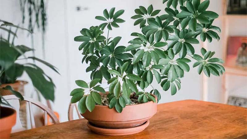 Trồng Ngũ Gia Bì gần cửa chính, hiên nhà    