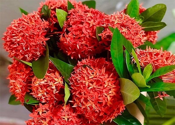 Mẫu Đơn nổi bật với những bông hoa lớn, màu sắc rực rỡ, thường được xem là biểu tượng của vẻ đẹp, sự giàu sang và thịnh vượng