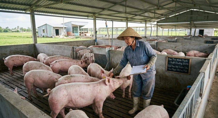 Giá heo hơi đang ở vùng thấp, gây áp lực lên người chăn nuôi.