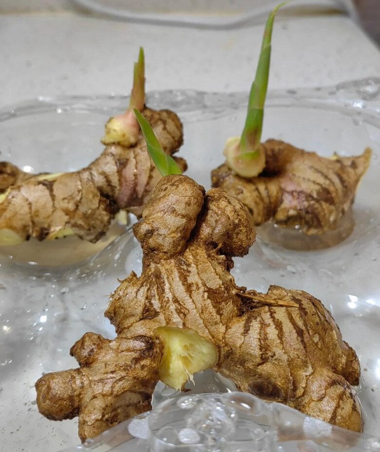 Đặt mắt mầm hướng lên khi trồng    