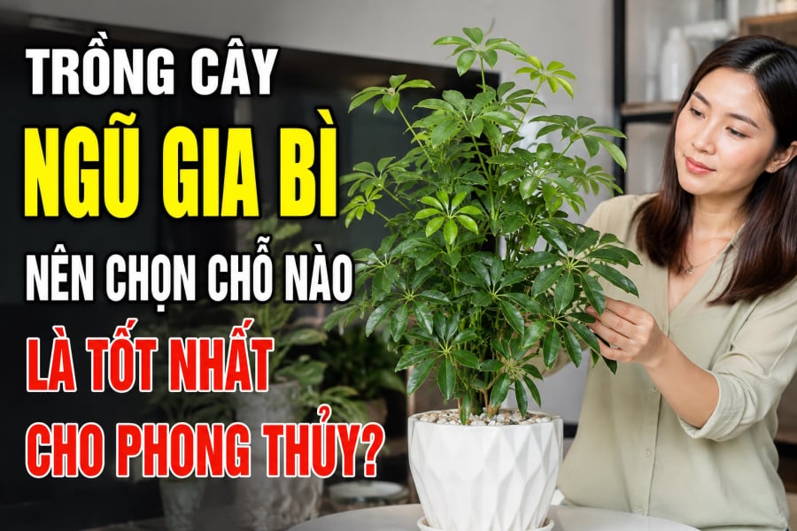 Trồng cây Ngũ Gia Bì nên chọn chỗ nào là tốt nhất cho phong thủy?