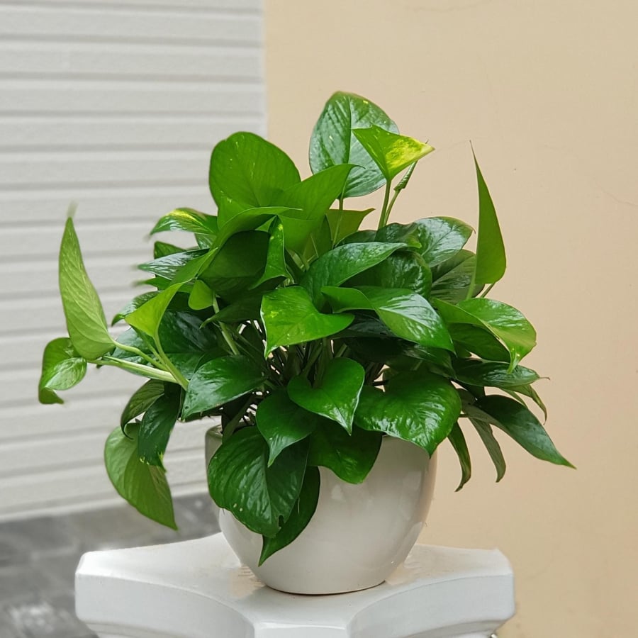Phòng khách – vị trí được nhiều người lựa chọn để đón tài khí    