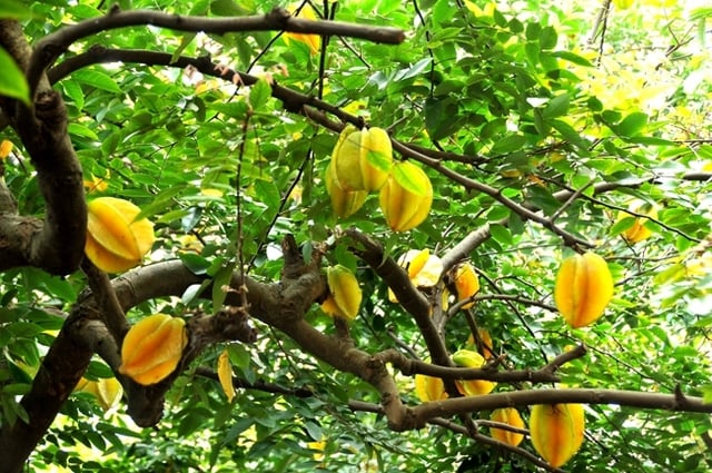Trồng cây khế ở góc sân vườn    
