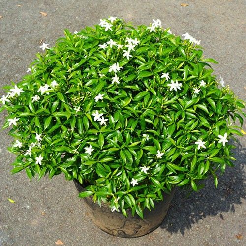 Trước hiên nhà – Vừa trang trí vừa tạo điểm nhấn    