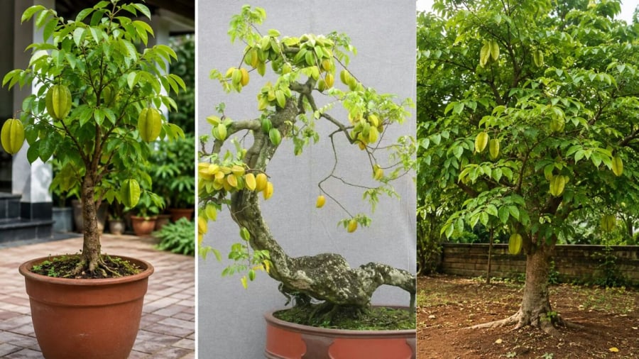 Bạn thích kiểu nào?