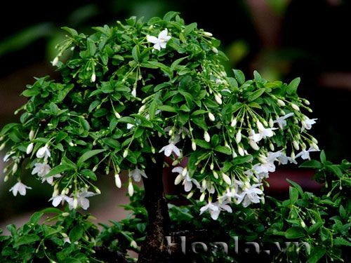 Ban công hoặc sân thượng – Nơi có nhiều ánh sáng    