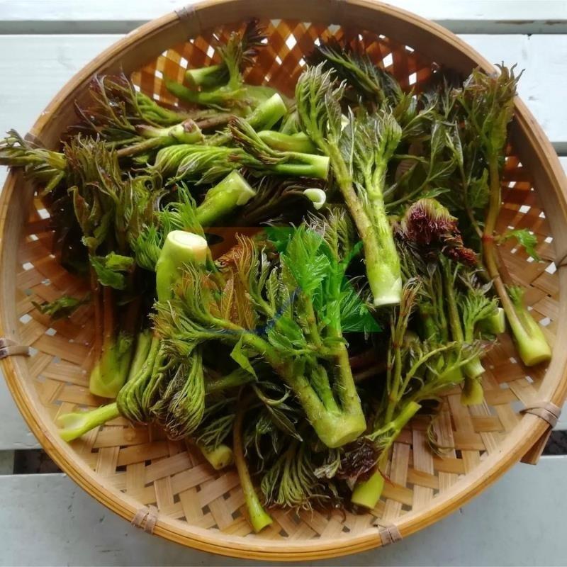 Từ loại rau từng bị xem là cây dại, mầm gai nay trở thành đặc sản vùng cao nhờ hương vị đặc trưng và nguồn cung khá khan hiếm.
