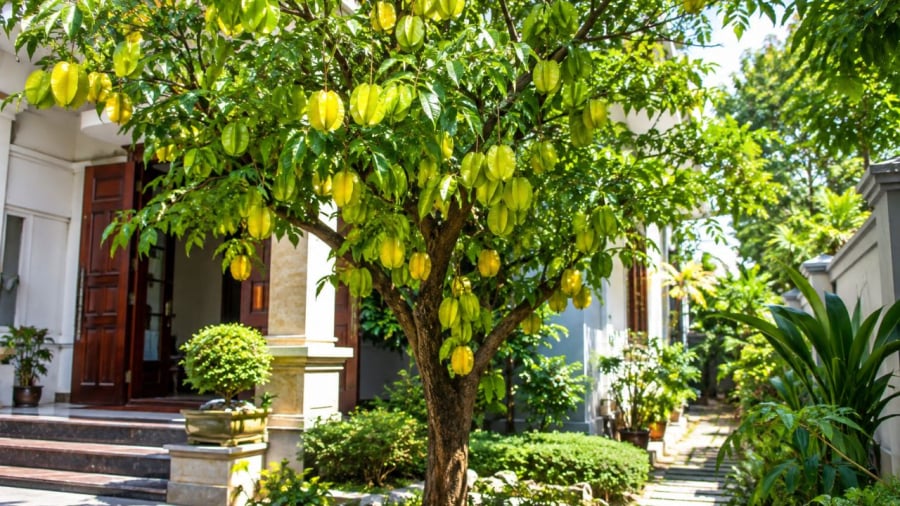 Nên trồng cây khế ở trước hay sau nhà?