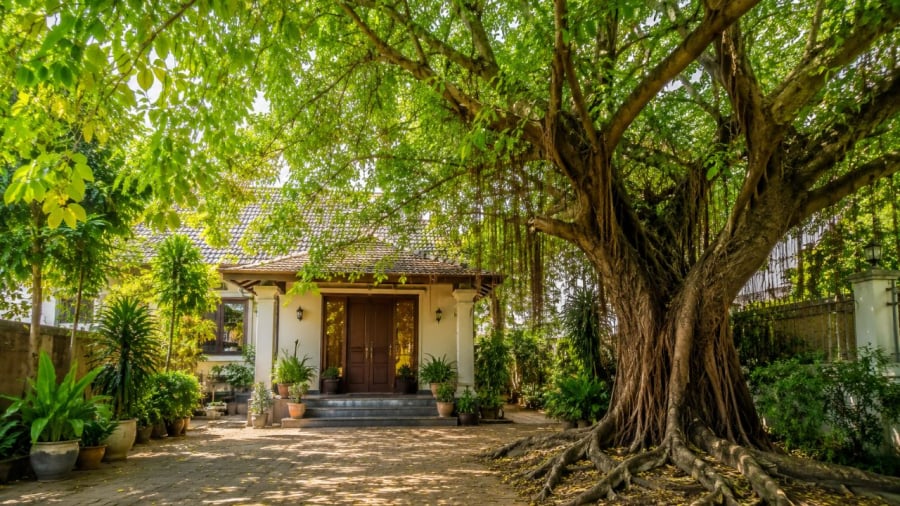 Cẩn thận khi có cây lớn trước nhà