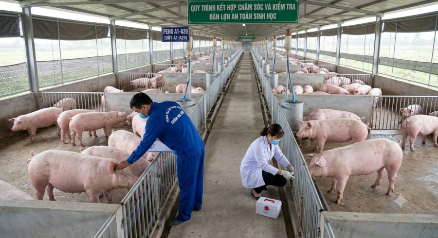 Giá lợn hơi trong nước giảm tại cả ba miền trong tháng 8, tạo áp lực lên người chăn nuôi.