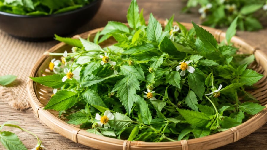 Loại cỏ dại này lại được dùng làm rau ăn