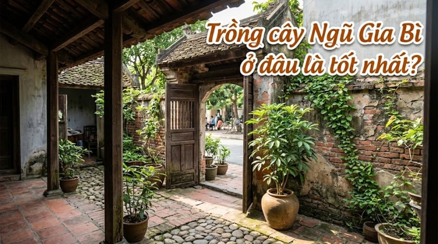 Theo quan niệm dân gian, vị trí đặt cây có thể ảnh hưởng đến ý nghĩa mà gia chủ gửi gắm.     