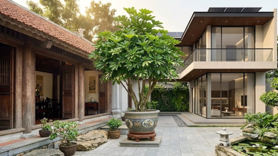 Tin vui cho những gia đình đang trồng cây Ngũ Gia Bì