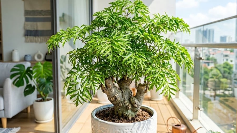 Cây đinh lăng không chỉ có tác dụng trang trí mà còn có ý nghĩa tốt trong phong thủy.