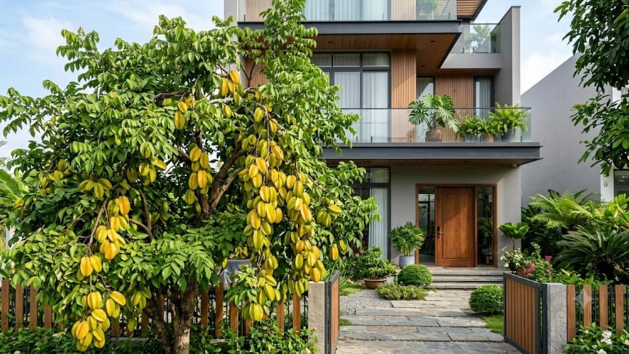 Quan trọng nhất vẫn là vị trí trồng    