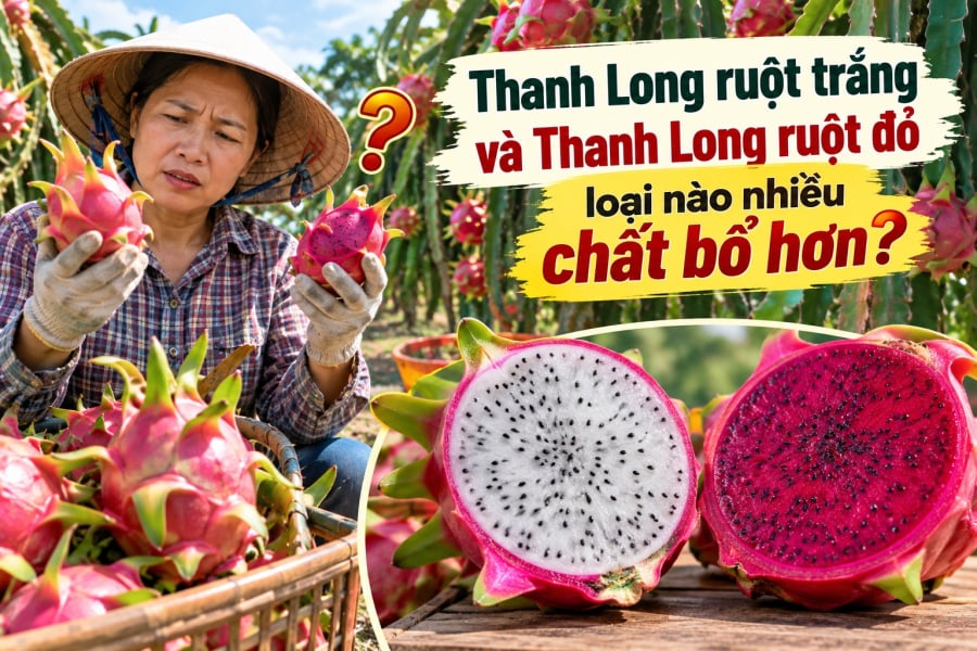 Cả hai loại đều chứa nhiều nước và chất xơ. Chất xơ trong trái cây góp phần hỗ trợ hoạt động bình thường của hệ tiêu hóa khi được đưa vào chế độ ăn cân đối. Thanh long cũng cung cấp một số vitamin và khoáng chất, đồng thời có lượng chất béo thấp.