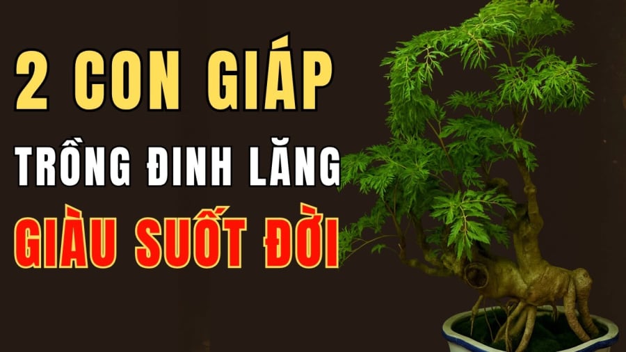 dinh lang