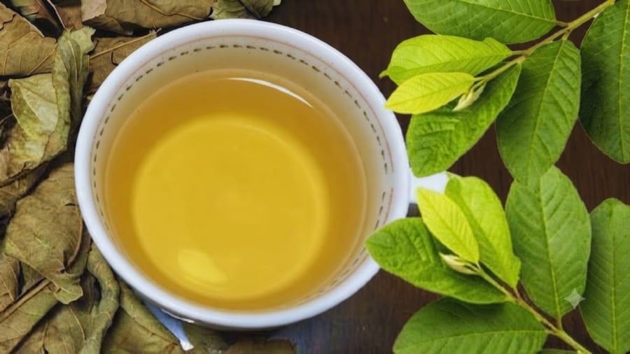 Nên uống nước lá ổi khô hay tươi?