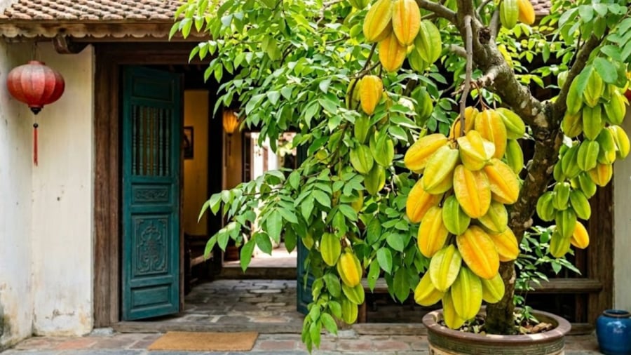 Cây khế có ý nghĩa tốt trong phong thủy.