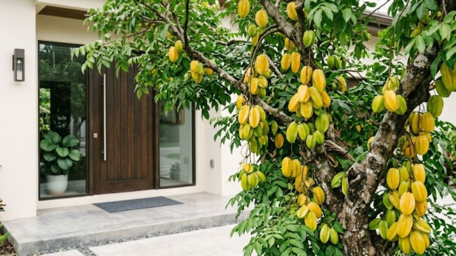 Cây khế không chỉ là cây ăn quả mà còn mang ý nghĩa tốt trong phong thủy.