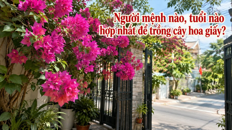 Cây hoa giấy được nhiều gia đình yêu thích vì dễ trồng, chịu nắng tốt, hoa nở thành từng chùm rực rỡ và có thể tạo thành giàn che trước cổng, ban công hay sân vườn.     