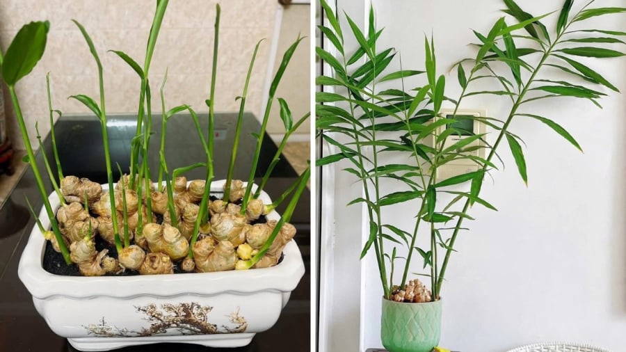 5 điều quan trọng cần biết khi chơi chậu gừng trong nhà