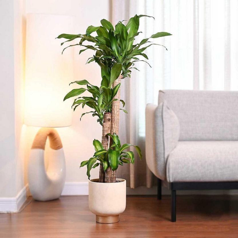 Cây phát tài có dáng thanh thoát, màu lá xanh tươi, phù hợp đặt tại phòng khách hoặc góc làm việc để tăng thêm vẻ sinh động cho không gian.