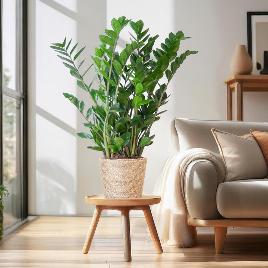 Cây kim tiền với những tán lá xanh bóng, thường được chọn để tạo điểm nhấn cho không gian sống và gắn với ý nghĩa tài lộc theo quan niệm dân gian.
