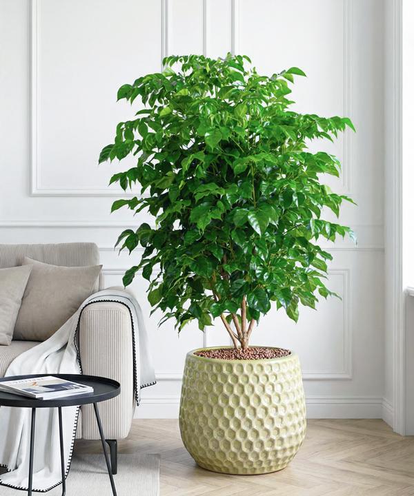 Cây hạnh phúc có tán lá xanh mướt, thường được lựa chọn để trang trí nhà ở và gửi gắm mong muốn về một không gian sống vui vẻ, thuận hòa.