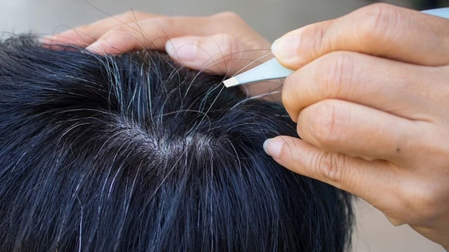 Việc thường xuyên nhổ tóc bạc, tóc sâu có thể gây ra nhiều tác hại hơn bạn nghĩ.