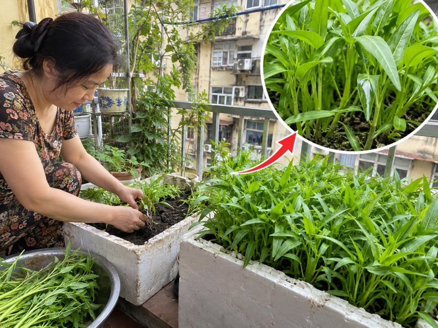 Rau muống là loại rau dễ trồng, lớn nhanh và có thể thu hoạch nhiều lứa. Tuy nhiên, không phải cứ gieo hạt xuống đất là cây sẽ cho ngọn xanh non, thân mập và lá đẹp. Nếu đất quá khô, gieo quá dày, thiếu dinh dưỡng hoặc thu hoạch sai cách, rau rất dễ bị còi, thân nhỏ, lá vàng và nhanh già.    