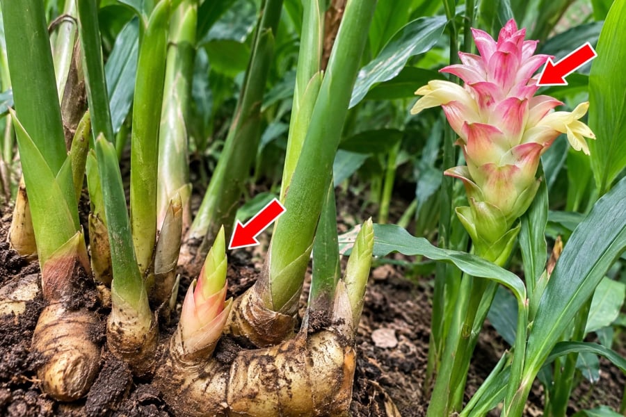 Muốn gừng mọc nhiều mầm, bí quyết quan trọng là chọn củ giống già, khỏe, có nhiều mắt; ủ cho mắt gừng nhú trước khi trồng và sử dụng giá thể tơi xốp, giàu hữu cơ nhưng thoát nước tốt. Sau khi cây phát triển ổn định, cần duy trì độ ẩm vừa phải, bổ sung dinh dưỡng hợp lý và tránh đào xới làm tổn thương thân rễ.    