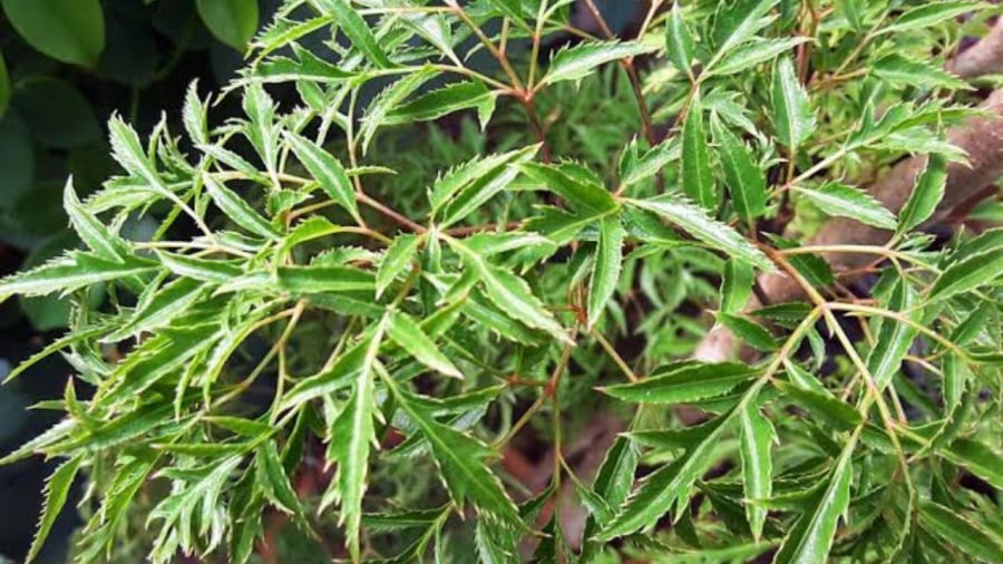 Mệnh nào trồng đinh lăng hợp nhất?