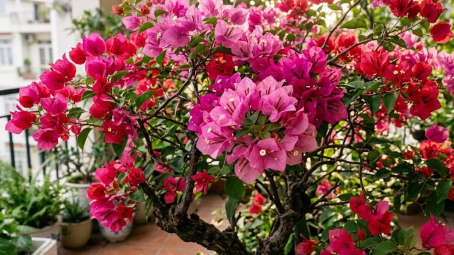 Hoa giấy cần được trồng ở nơi có nhiều nắng.