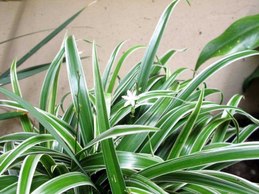 Cây dây nhện hay còn được gọi là cỏ lan chi, là loại cây cảnh khá dễ trồng, được nhiều người lựa chọn để trồng làm cảnh cho ngôi nhà mình