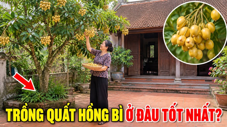 Trồng Quất Hồng Bì ở vị trí nào là tốt nhất?