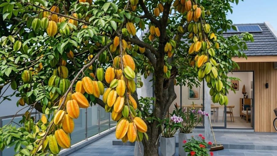 Việc trồng cây khế trong nhà vừa giúp tạo thêm khoảng xanh, vừa có ý nghĩa tốt cho phong thủy.