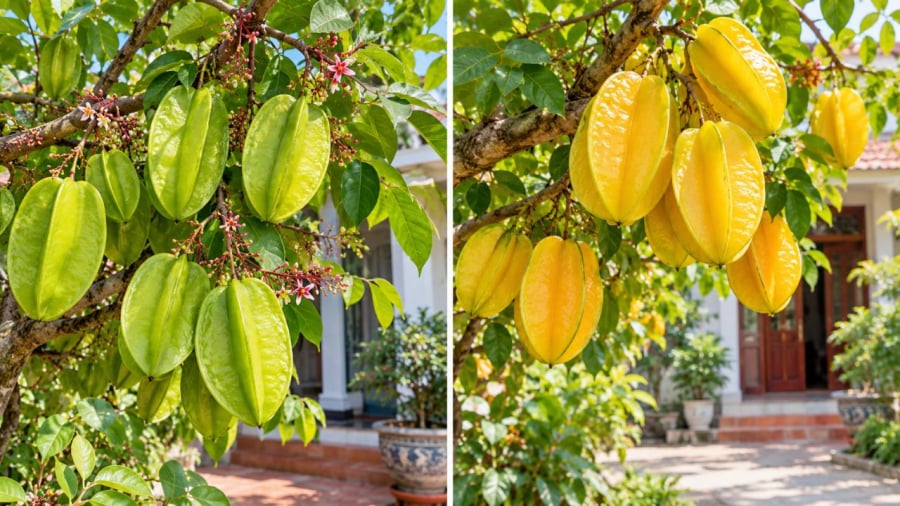 Trồng khế chua hay ngọt tốt hơn?
