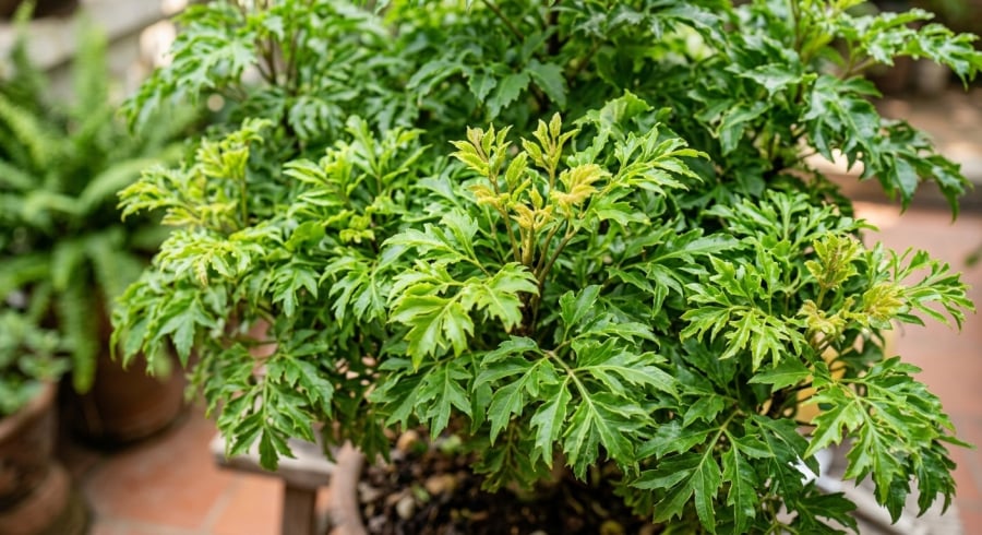 Thu hái từng phần, tránh làm tổn thương chồi mới giúp cây có điều kiện tiếp tục phát triển tán lá.
