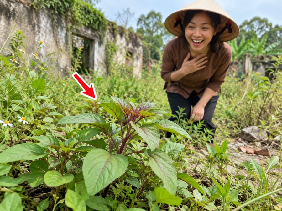 Rau dền thường xuất hiện nhiều vào mùa hè. Đây là loại rau mềm, dễ nấu, có thể luộc, nấu canh hoặc ăn kèm với nhiều món khác nhau.    